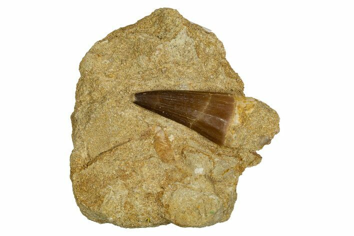 1" Fossil Mosasaur Teeth In Rock - Morocco - Photo 1